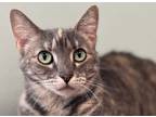 Adopt Chloe a Domestic Short Hair