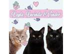 Adopt Layla, Lucinda, Cinder a Domestic Medium Hair