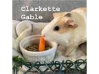 Adopt Clarkette Gable a Guinea Pig