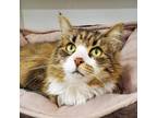 Adopt Lexi a Maine Coon