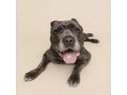 Adopt Camellia a Cane Corso