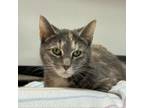 Adopt Zelda a Domestic Short Hair