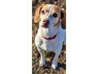 Adopt Rose a Jack Russell Terrier