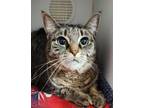 Adopt Honey a Domestic Short Hair