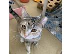 Adopt Vivid Tangerine a Domestic Short Hair