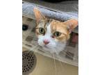 Adopt Celery a Domestic Short Hair