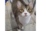 Adopt Yzma a Domestic Short Hair