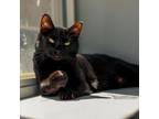 Adopt Cruella a Domestic Short Hair