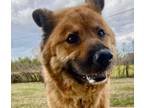 Adopt Samantha Bear a Chow Chow