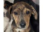 Adopt Lola a Hound, Mixed Breed