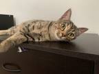 Adopt Poppy a Domestic Short Hair