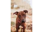 Adopt 71813A Velveteen a American Staffordshire Terrier, Mixed Breed