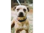 Adopt 72031a Sunshine a American Staffordshire Terrier, Mixed Breed