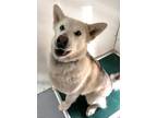 Adopt Penny a Husky