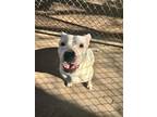Adopt Lucy a Staffordshire Bull Terrier, Mixed Breed