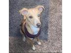 Adopt Noodle a Whippet
