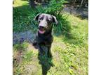 Adopt Chance a Black Labrador Retriever