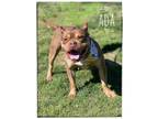 Adopt Ada a Pit Bull Terrier