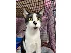 Adopt Rainy a Domestic Short Hair