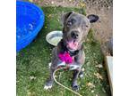 Adopt Echo a Pit Bull Terrier