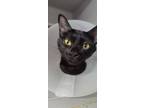 Adopt Victoria a Domestic Short Hair