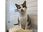 Adopt Sasha a Domestic Short Hair