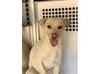 Adopt Violet a Labrador Retriever, Mixed Breed