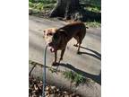 Adopt Zoomie a Labrador Retriever, Mixed Breed