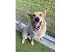 Adopt Chili a Australian Cattle Dog / Blue Heeler, Mixed Breed