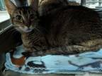 Adopt Roxy a Domestic Short Hair