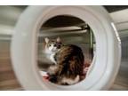 Adopt Crackers a Domestic Medium Hair, Domestic Short Hair