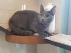 Adopt Betty Lou a Domestic Short Hair