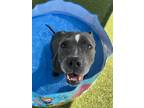 Adopt Debra a Pit Bull Terrier, Mixed Breed