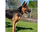 Adopt Mela D44627 a German Shepherd Dog