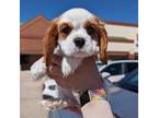 Cavalier King Charles Spaniel Puppy for sale in Kenosha, WI, USA