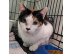 Adopt Patches - RN a Domestic Short Hair