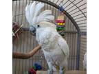 Adopt Gabby a Cockatoo