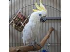 Adopt Bunny a Cockatoo