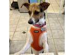 Adopt Piper a Jack Russell Terrier, Mixed Breed