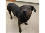 Adopt Mocha a Labrador Retriever, Rottweiler