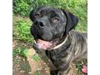 Adopt Darcy a Cane Corso