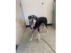 Adopt Wuzzy a Husky