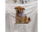 Adopt Cassie a Retriever