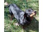 Adopt Ellie (MD) a Dachshund