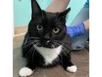 Adopt Kyra a Domestic Short Hair