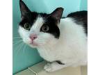 Adopt Ellie a Domestic Short Hair