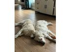 Adopt Thelma and Louise - IN VERMONT a Golden Retriever