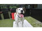 Adopt Frankie a Saint Bernard, Labrador Retriever