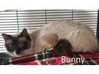 Adopt Bunny - Barn Cat Feral a Siamese