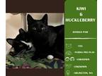 Adopt Kiwi a Domestic Short Hair